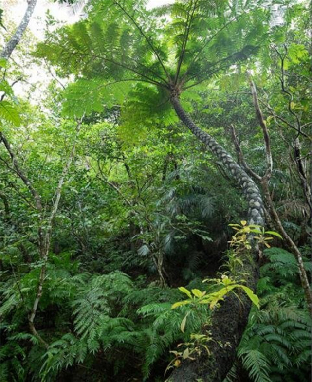 这种蕨树从恐龙时代存活至今是珍贵的活化石蛇目也叫龙骨风
