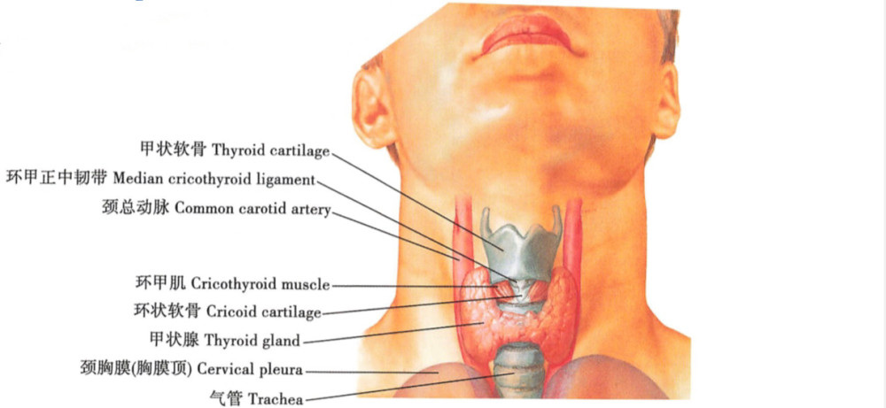 甲状腺是无导管的内分泌腺,重约20g,由左叶,右叶及连接两叶的峡部组成