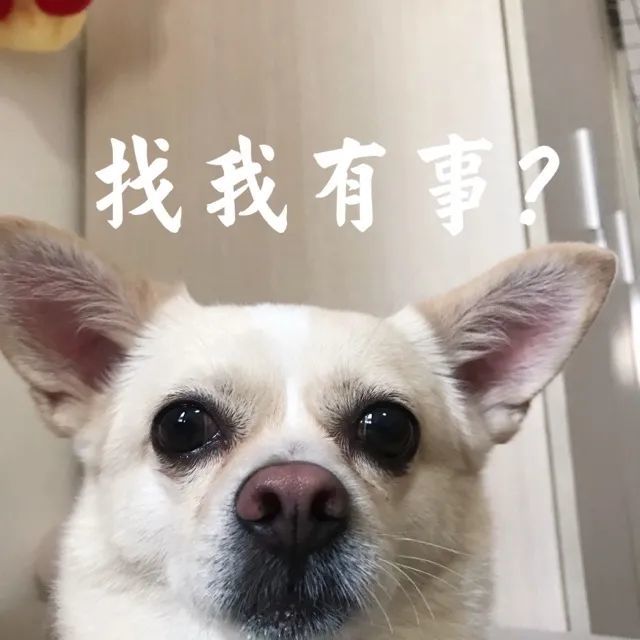 表情包你是不是外面有狗了