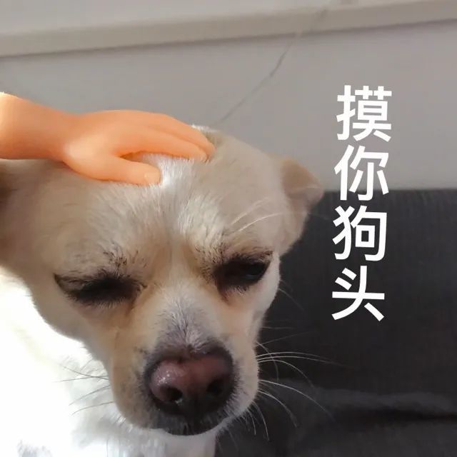 表情包你是不是外面有狗了