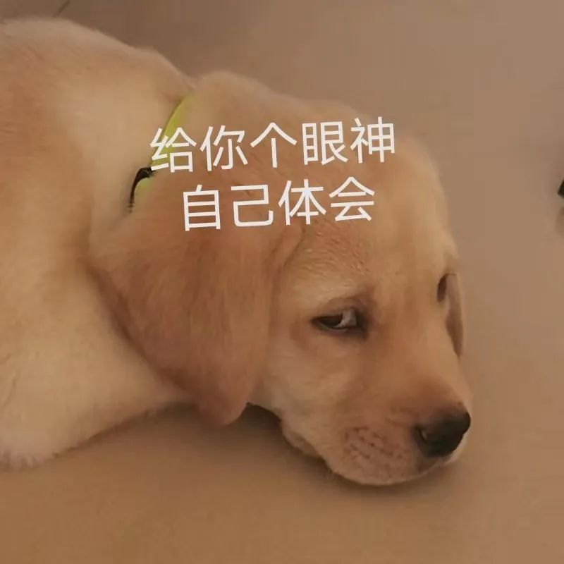 表情包你是不是外面有狗了