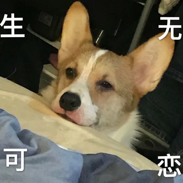 表情包你是不是外面有狗了