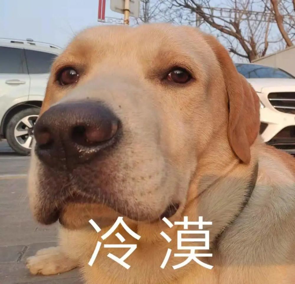 表情包你是不是外面有狗了