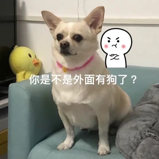 表情包:你是不是外面有狗了?