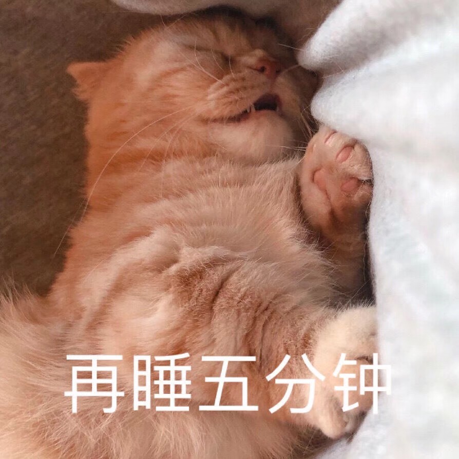 小猫咪表情包