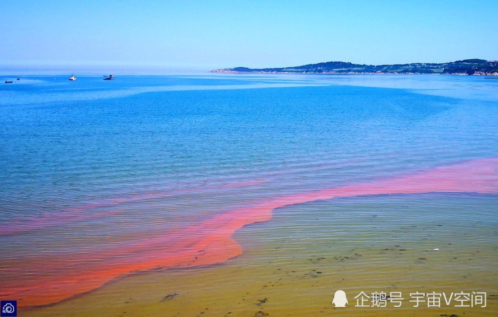 赤潮是什么日本北海道发生赤潮当地海洋生物死伤无数