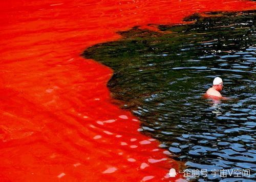 日本北海道发生赤潮,当地海洋生物死伤无数