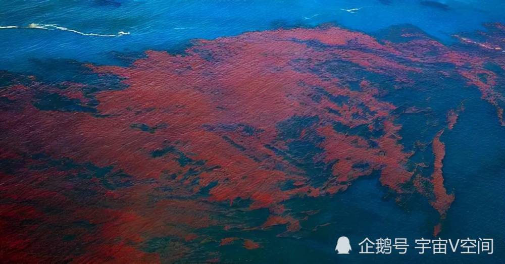 赤潮是什么日本北海道发生赤潮当地海洋生物死伤无数