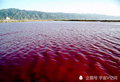 赤潮是什么日本北海道发生赤潮当地海洋生物死伤无数