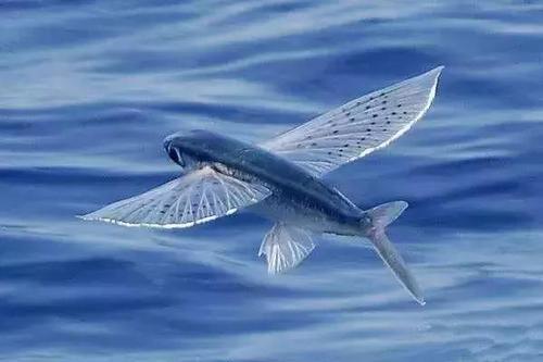 世界上飞得最远的鱼,飞鱼能飞400多米远