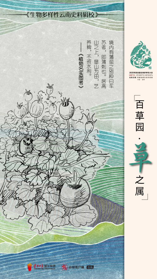 cop15大幕拉开!24张手绘海报带你了解古籍中的云南生物