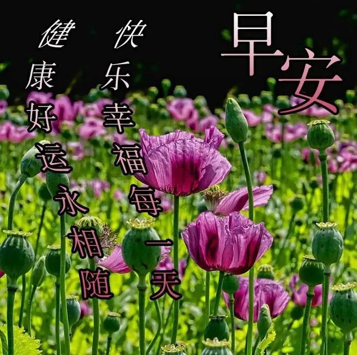 非常漂亮的清晨早上好问候语录图片,微信早上好温馨祝福短信