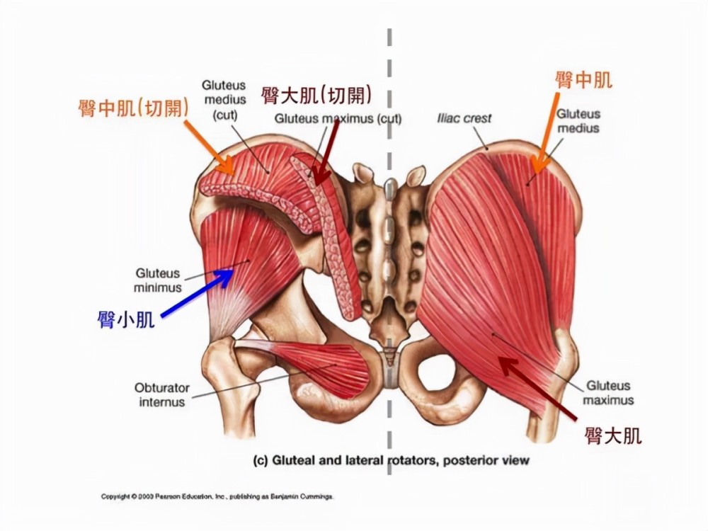 人类排泄需要用纸巾清理屁股,为什么动物却不需要?