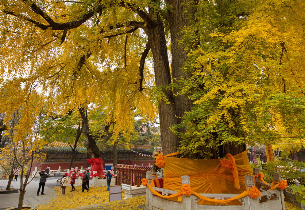 北京千年古寺潭柘寺,古树参天环境清幽,很多人不认识"