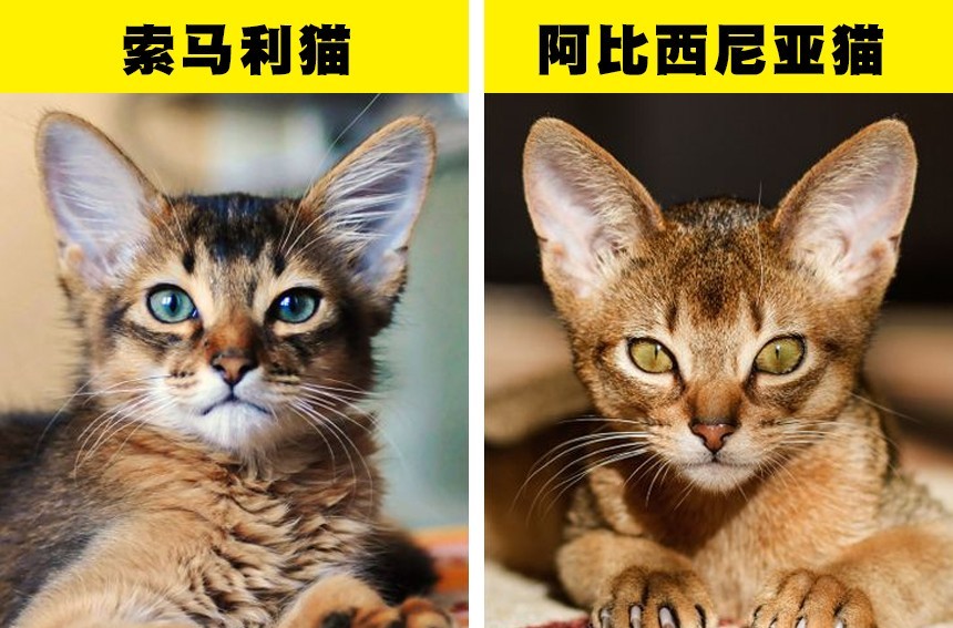 美国短毛猫的脸型也更圆,身体会更加紧凑.