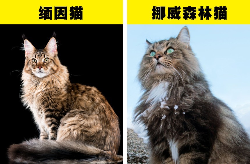 3,缅因猫和挪威森林猫美国短毛猫和混种短毛猫在美国都是非常受欢迎