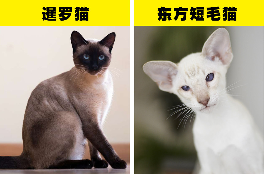 东方短毛猫的眼睛通常是蓝色,绿色或是一种颜色.