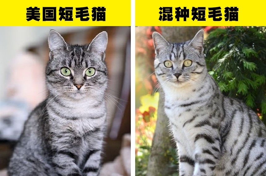 即便是非常喜欢猫的人也很容易认错的7对猫品种