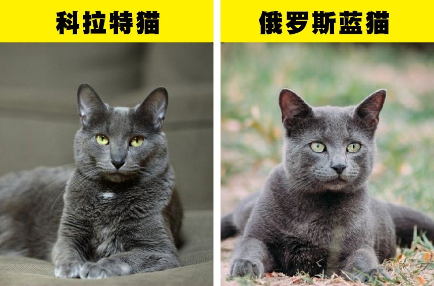 即便是非常喜欢猫的人也很容易认错的7对猫品种