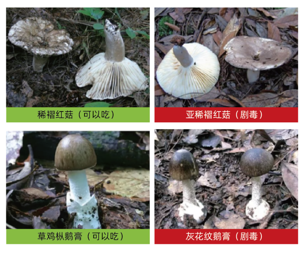 华西急诊中毒组专家说有毒的蘑菇和无毒的蘑菇其实只有一个区别