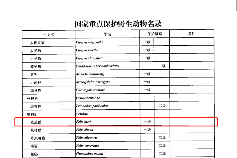 可可爱爱小猫咪竟然是国家一级保护动物