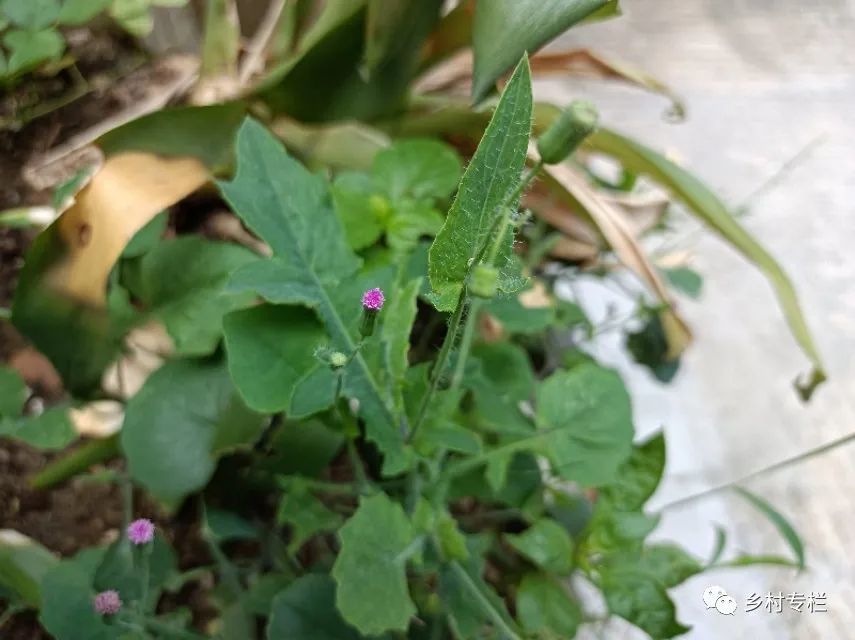 羊蹄草是民间百姓常用的做汤美食,如瘦肉汤,粉肠汤,猪肝汤,牛肉汤等