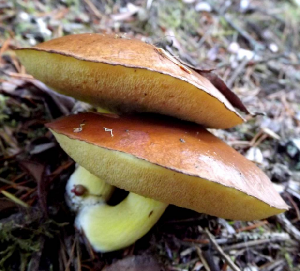 荒野维生野菜系列短柄粘盖牛肝菌