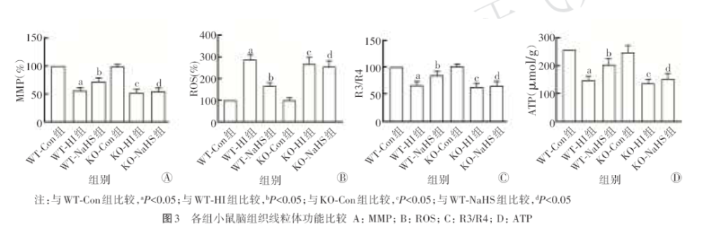 3 各组小鼠线粒体功能比较 与wt con组比较,wt hi组小鼠mmp降低,ros