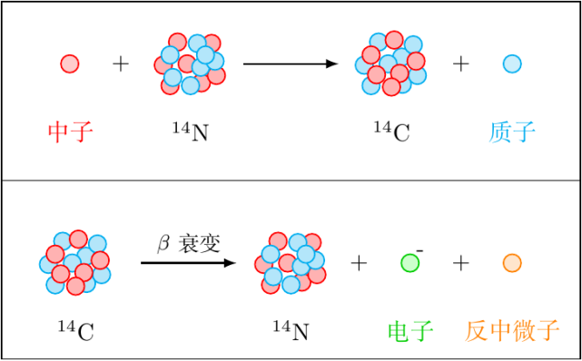 图 3 碳 14 的生成和衰变