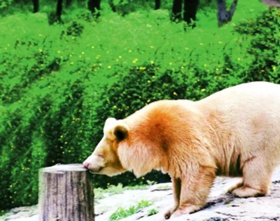 白化熊 图源:神农架国家公园管理局