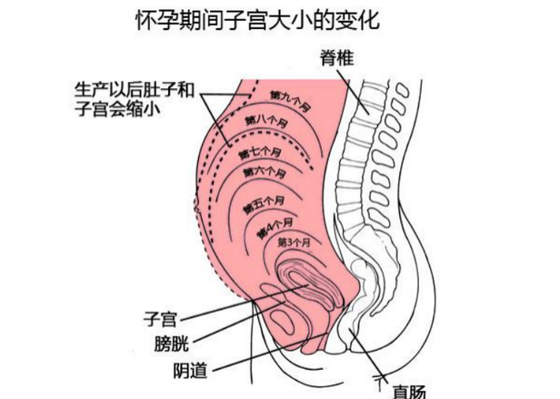 胎儿越长越大,孕妈的内脏会有什么变化