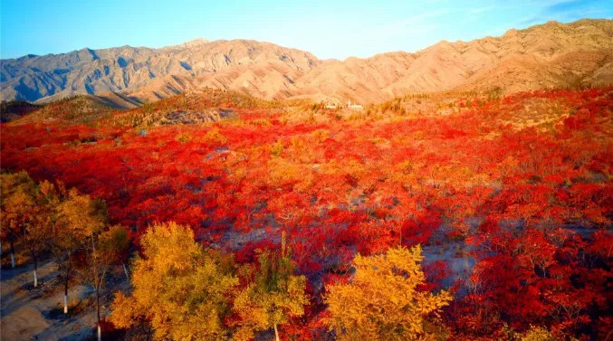 贺兰山层林尽染绝美宁夏秋景来大武口