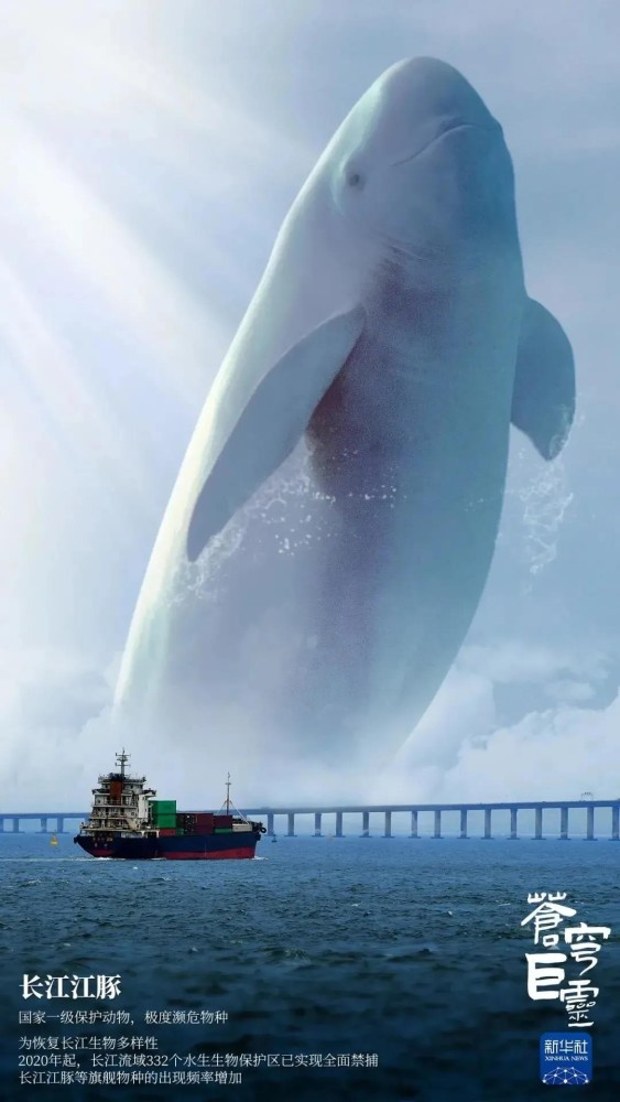 而在新华社海报上的江豚是在白鱀豚馆出生的"e波",它高高地跃出水面