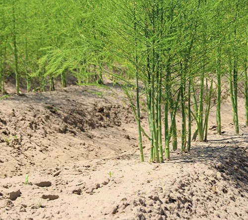 芦笋的生长环境以及种植和管理方法,掌握这几点芦笋高产不是梦