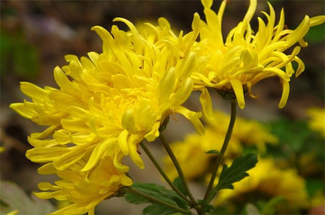 【重阳奇妙游】重阳节菊花美诗九首:九日重阳节,开门