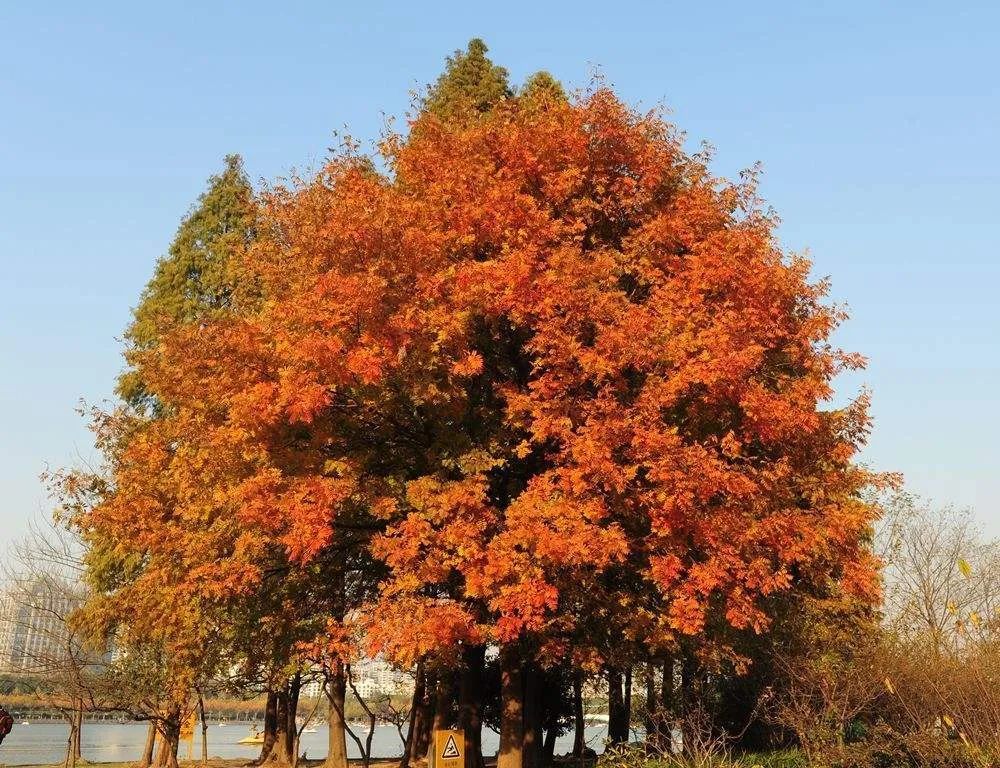 黄连木适合什么地区种植北方可以种植吗