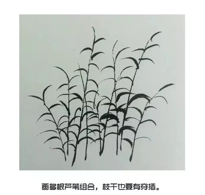 国画入门教程|芦苇的画法