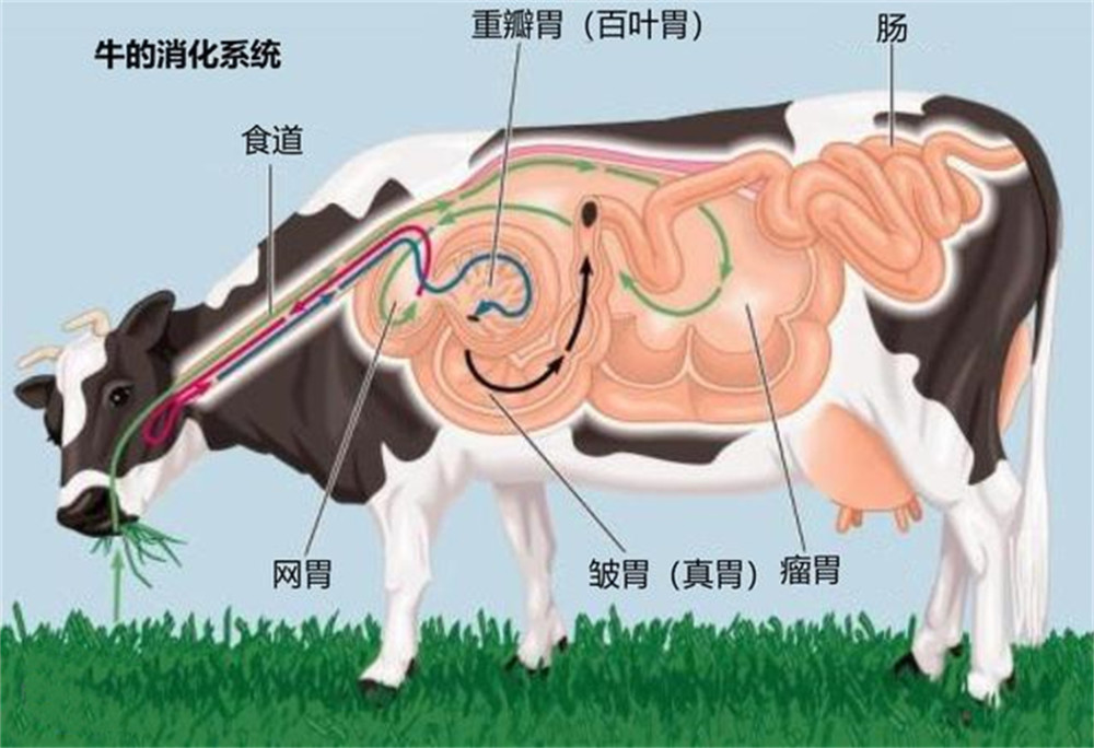 牛的瘤胃一般位于 腹腔左侧,是牛消化食物的 "第一站",里面有 细菌