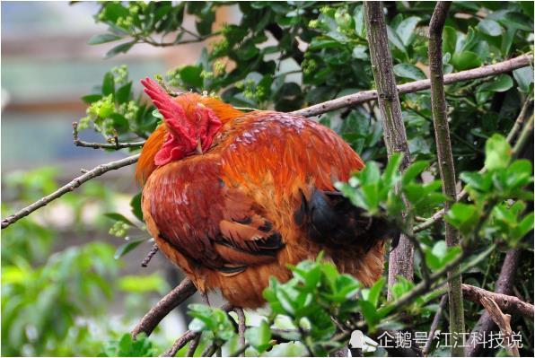 命中注定富贵鸡1969年出生的属鸡人财运不断大富大贵
