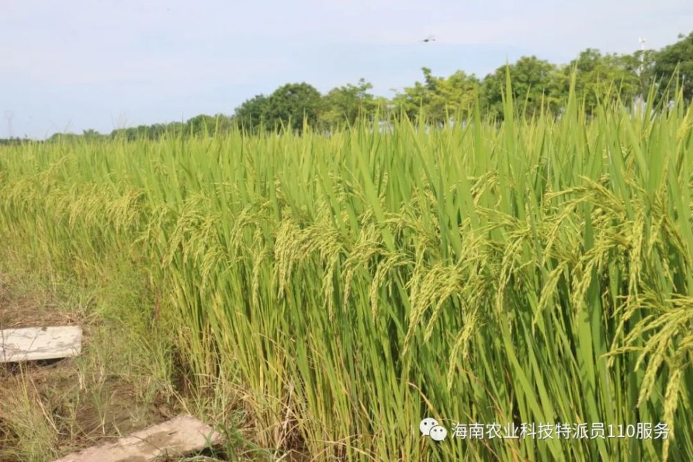 技术指导台风后水稻防涝防病防虫有哪些技术措施