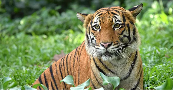 非法偷猎太猖獗,马来亚虎未来5年或绝种