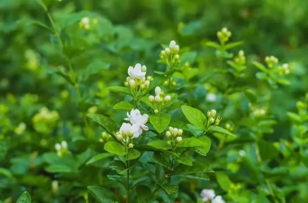 万顷茉莉盛放快去犍为这个地方赏唯美花海