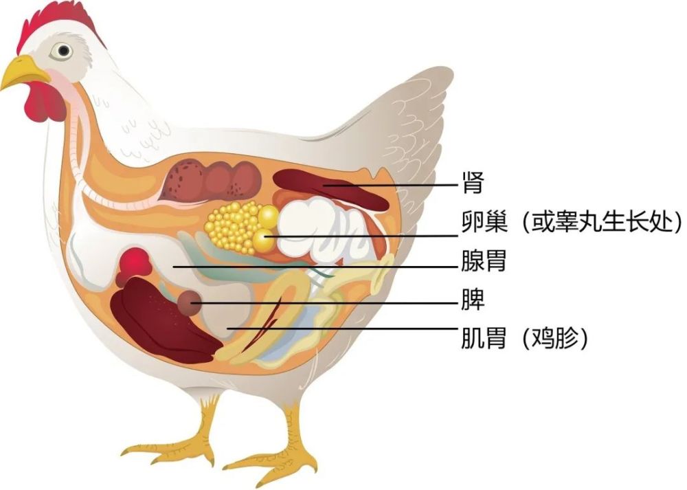 鸡的内脏 mypetchicken鸡肾没人吃,鸡睾丸不能多吃鸡真正的肾以条形