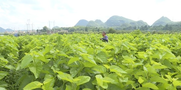 安顺普定:种桑养蚕拓宽百姓致富路