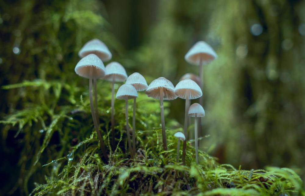 食用菌板块研报:"小蘑菇"如何走出行业寒冬?