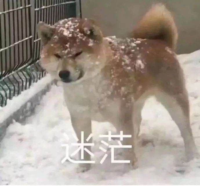 表情包丨一只迷茫的柴犬