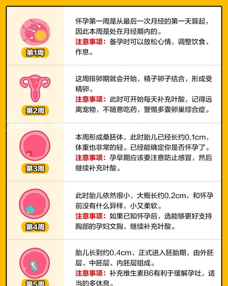 孕期1-40周|胎儿发育全过程变化和b超单解读!