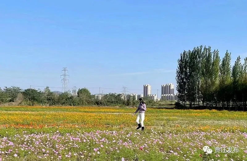 有趣的花海万里挑一,龙吟湖数百亩花海花开正艳