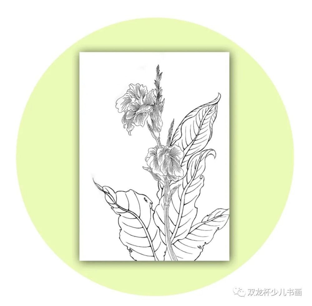 【美术教学】线描画芭蕉