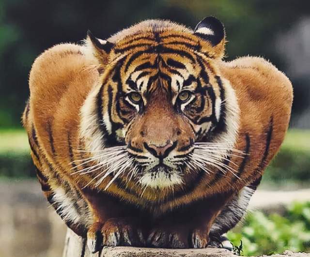 老虎到底有多厉害同等体量任何一种动物都不是对手